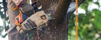 Best Tree Health Inspection  in Rock Hall, MD
