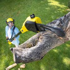 Best Firewood Processing and Delivery  in Rock Hall, MD