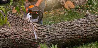 Best Soil Testing and Treatment  in Rock Hall, MD