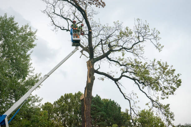 Best Tree Disease Treatment  in Rock Hall, MD